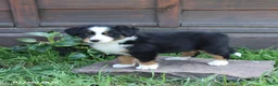 Australian Shepherd dogs for sale: Maverick - Ad 5