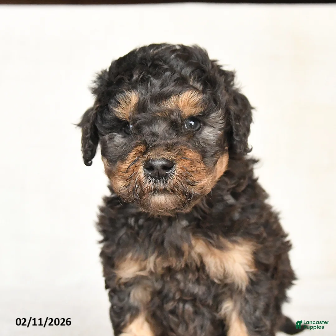 Mini Goldendoodle dogs for sale: Georgie - Ad 2