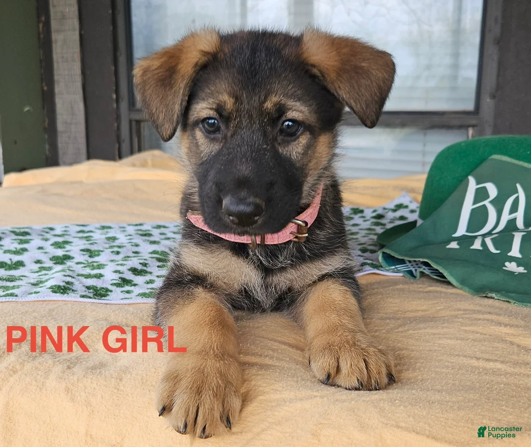 German Shepherd dogs for sale: Pink girl - Ad 1