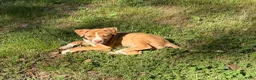 American Bulldog dogs for sale: Daisy - Ad 4