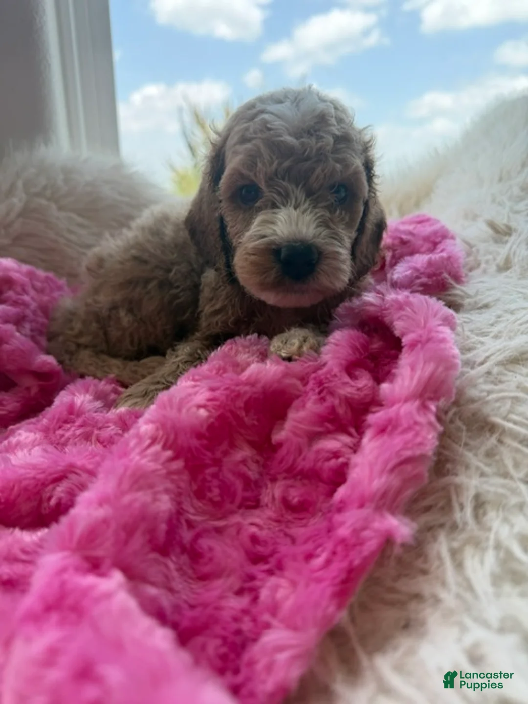 Mini Goldendoodle dogs for sale: Denver - Ad 8