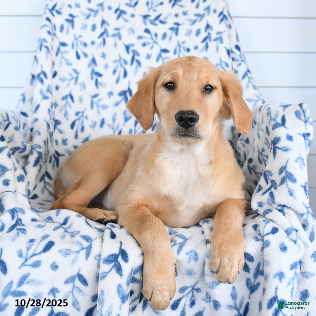 Golden Retriever dogs for sale: Paris - Ad 3