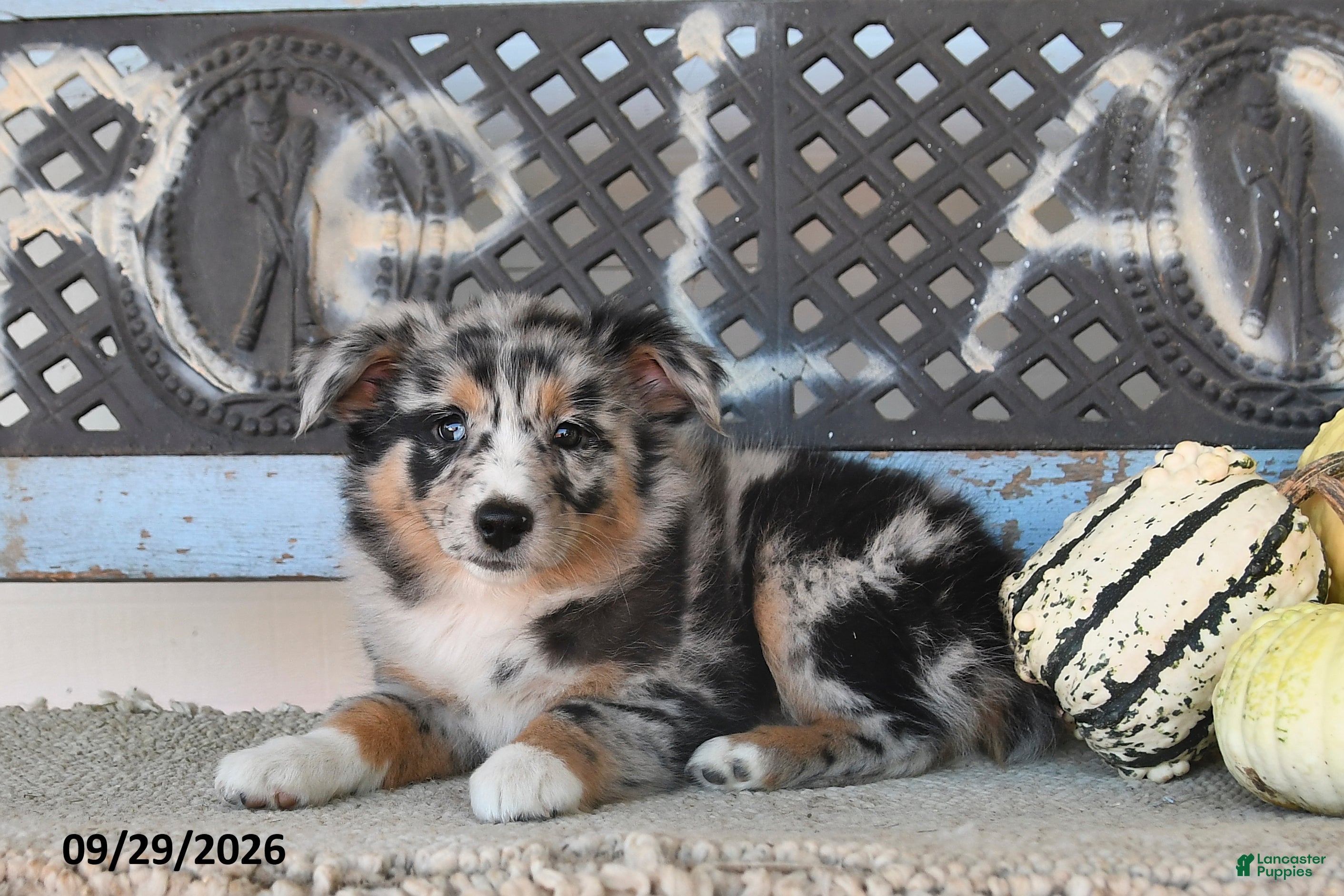 Australian Shepherd dogs Dori - Ad 2