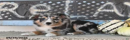 Australian Shepherd dogs for sale: Dori - Ad 2