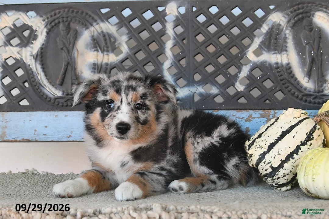 Australian Shepherd dogs for sale: Dori - Ad 2
