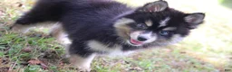 Pomsky dogs for sale: Thunder - Ad 4
