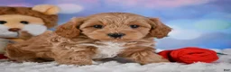 Cavapoo dogs for sale: Tyson - Ad 1