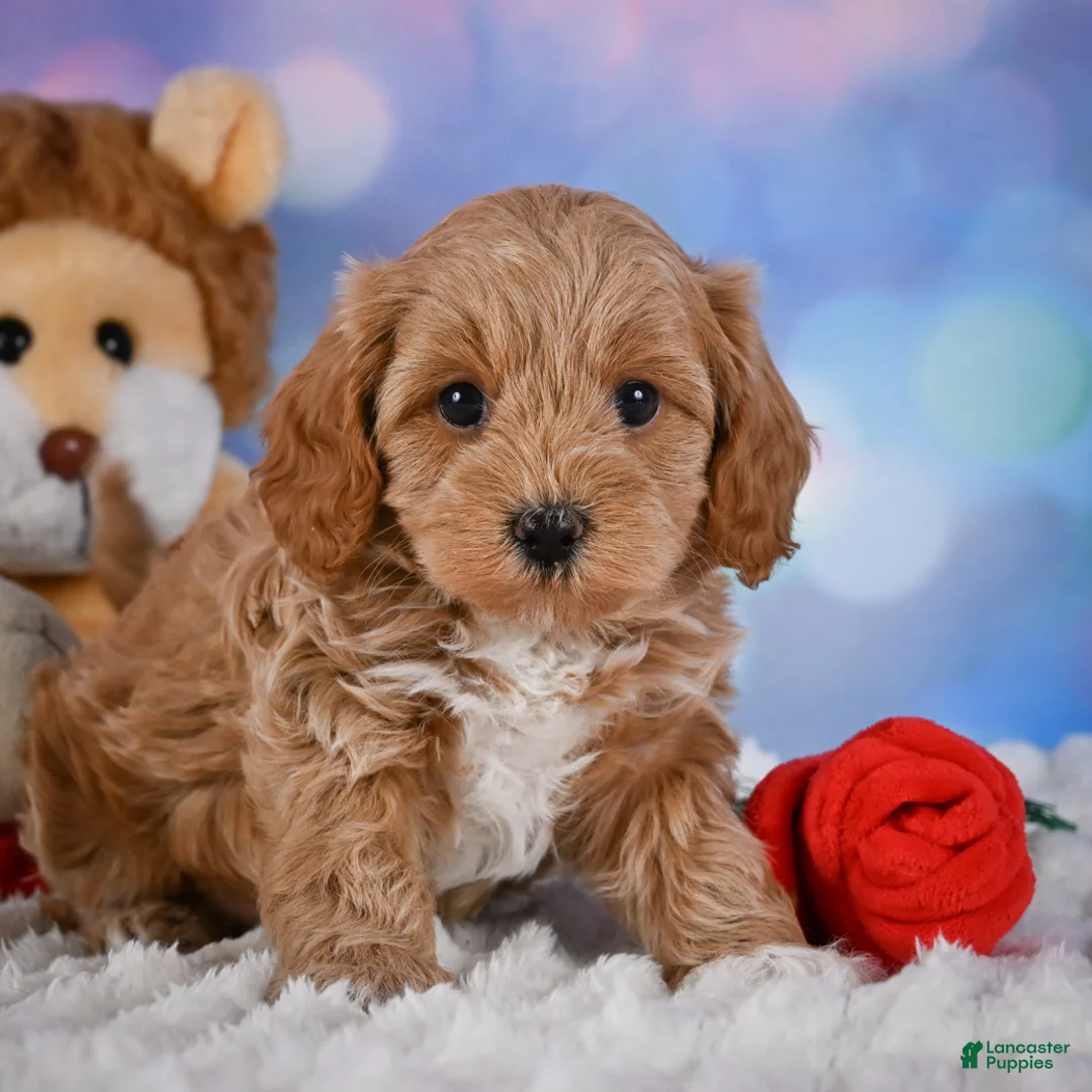 Cavapoo dogs for sale: Tyson - Ad 1