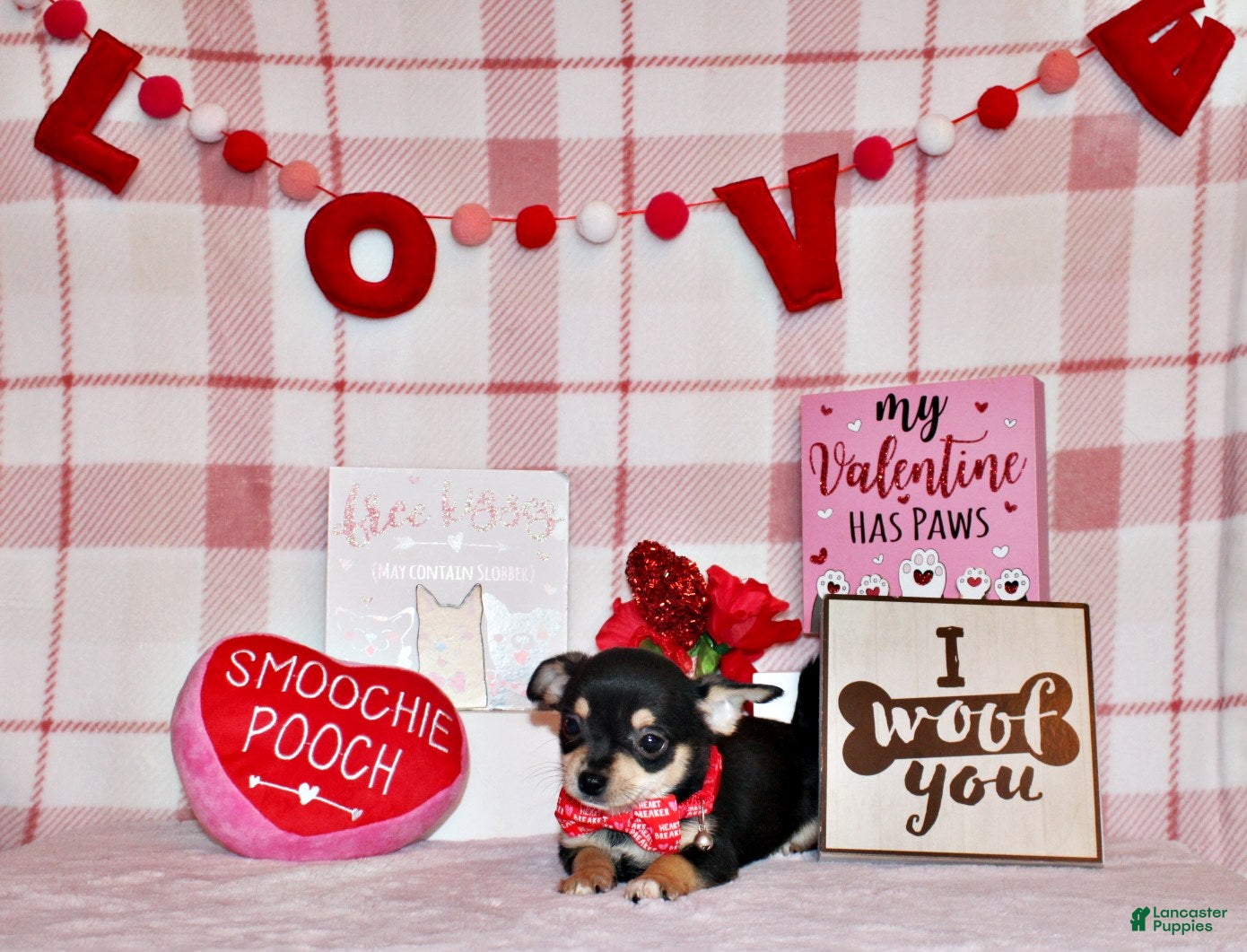 Chihuahua dogs Enrico - Ad 21