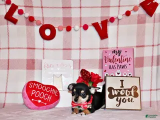 Chihuahua dogs Enrico - Ad 21