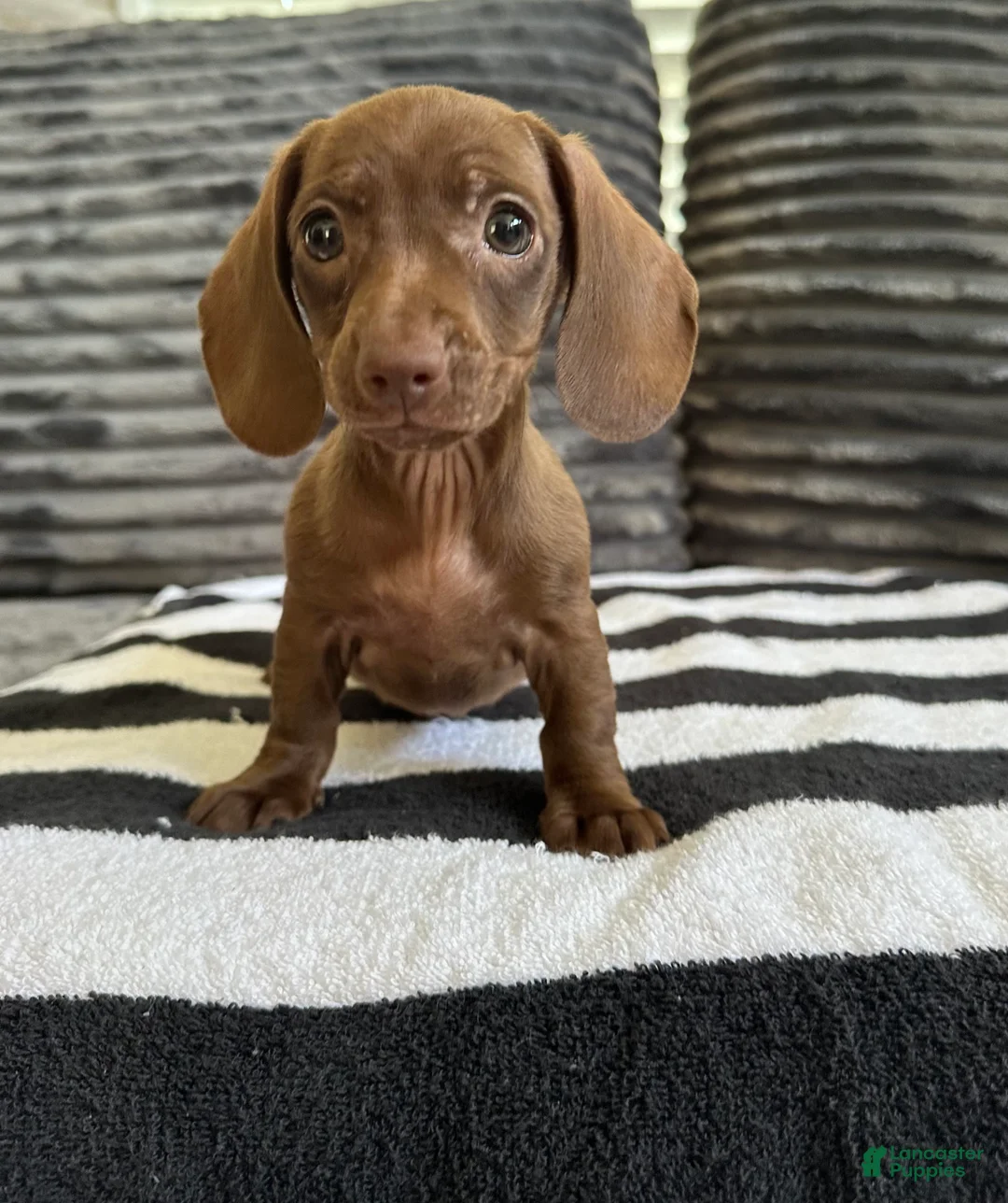 Dachshund dogs for sale: Georgette  - Ad 2