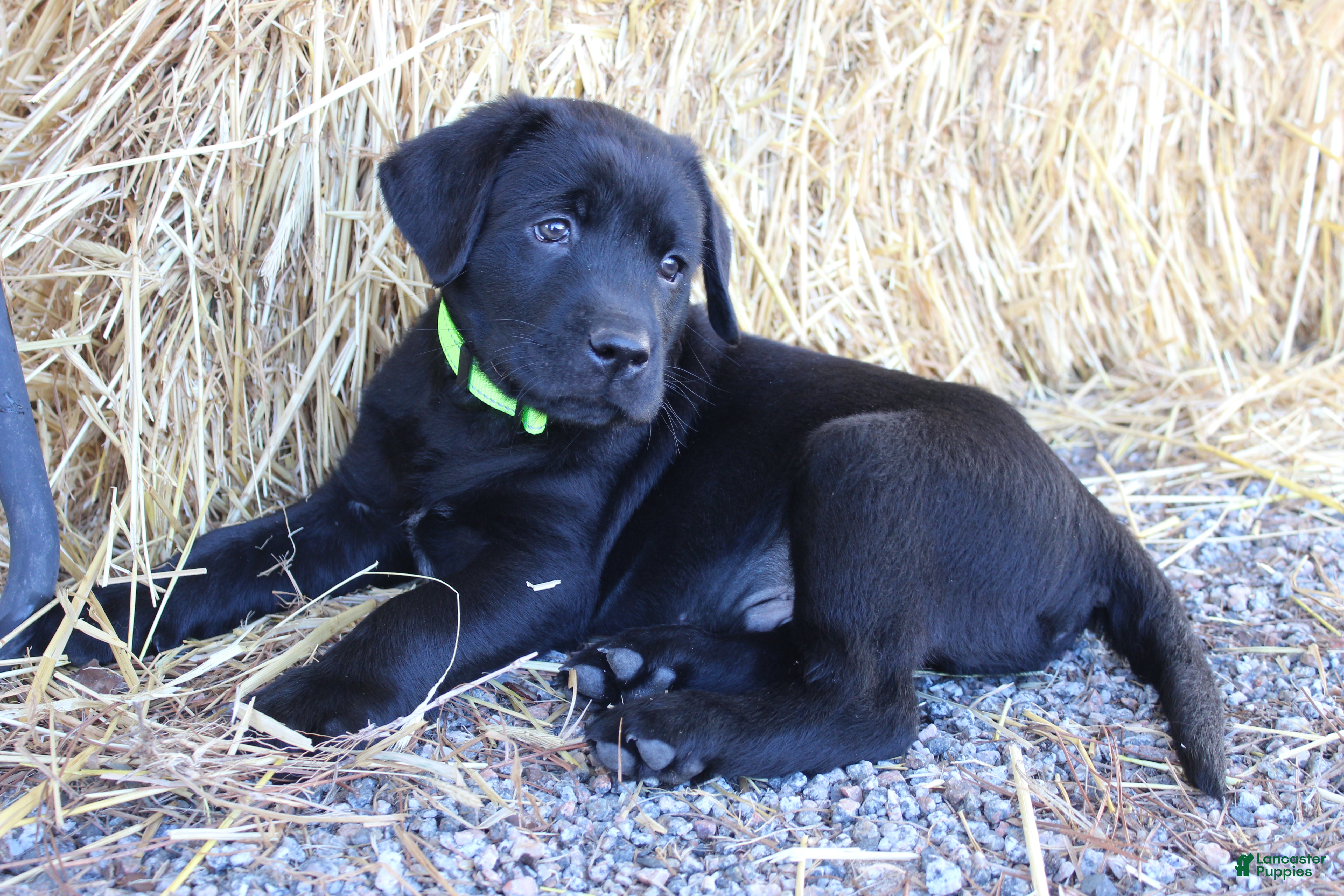 Labrador Retriever dogs Green Collar - Ad 2