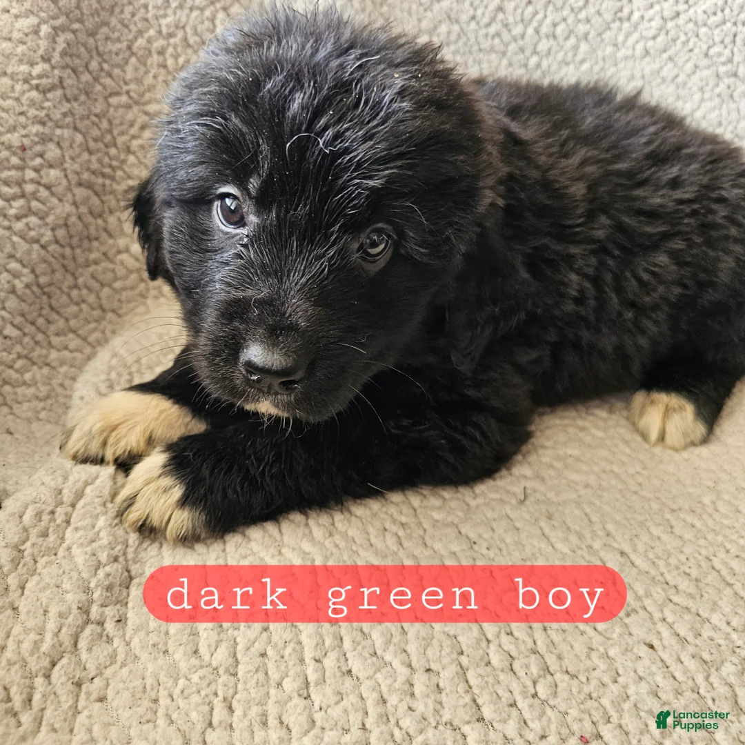 Mixed Breed dogs for sale: Franky - Ad 2