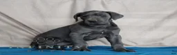 Great Dane dogs for sale: Blue - Ad 4