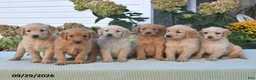 Golden Retriever dogs for sale: Leo - Ad 2
