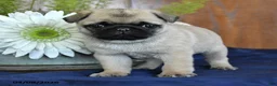 Pug dogs for sale: Chuck - Ad 2