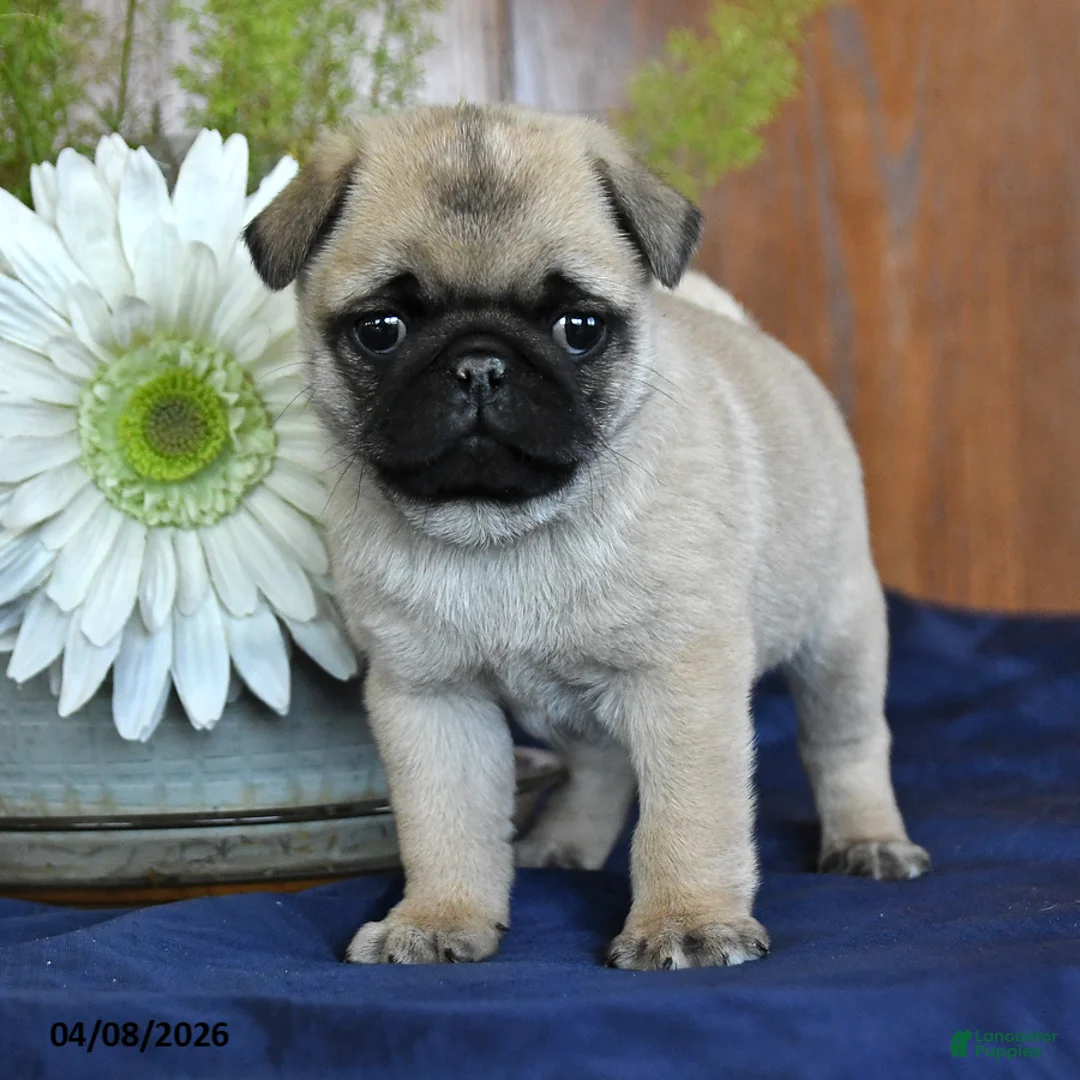 Pug dogs for sale: Chuck - Ad 2