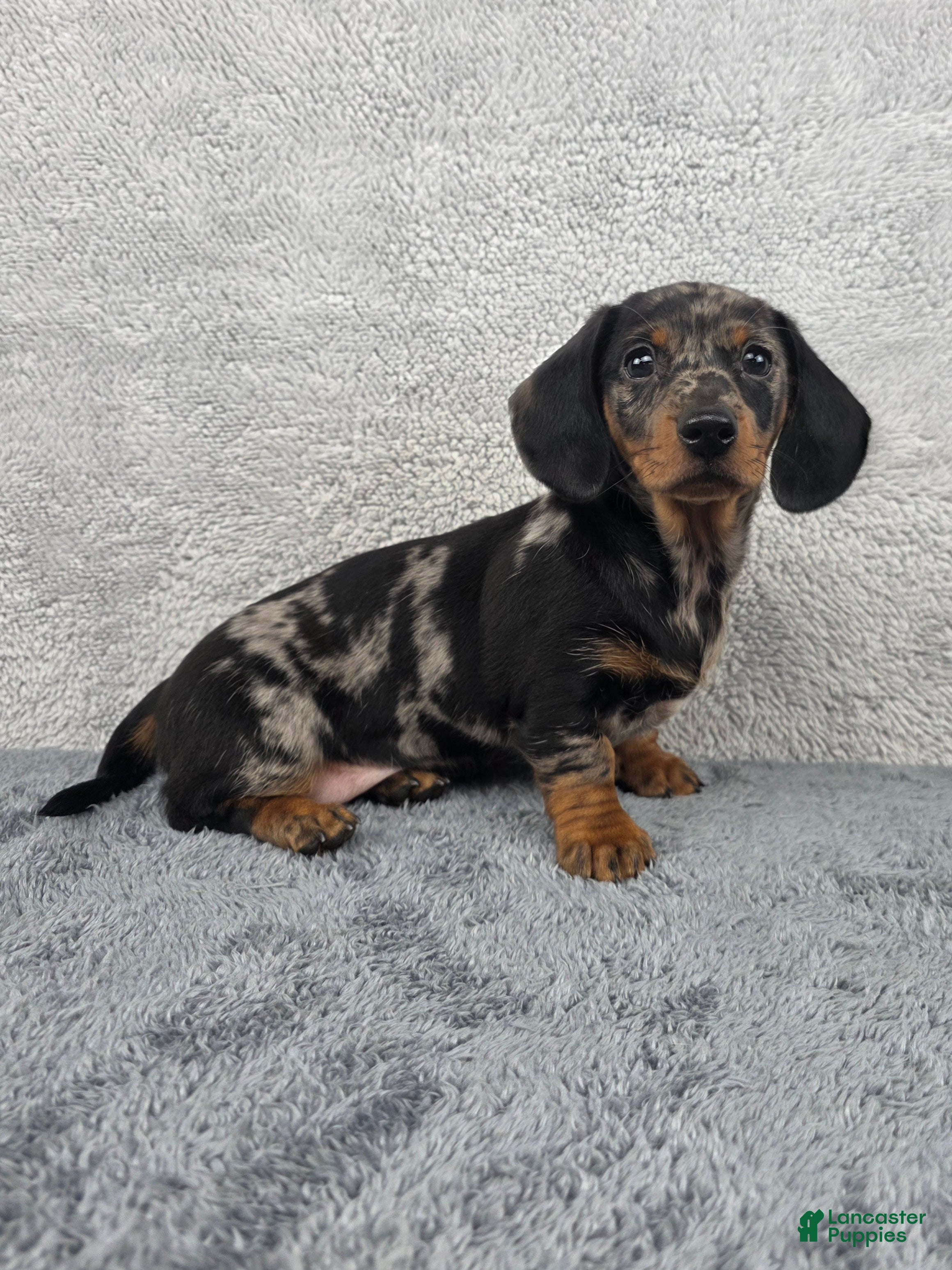 Miniature Dachshund dogs Millie - Ad 2