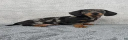 Miniature Dachshund dogs for sale: Millie - Ad 2