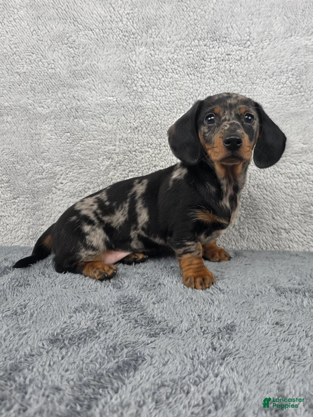 Miniature Dachshund dogs for sale: Millie - Ad 2