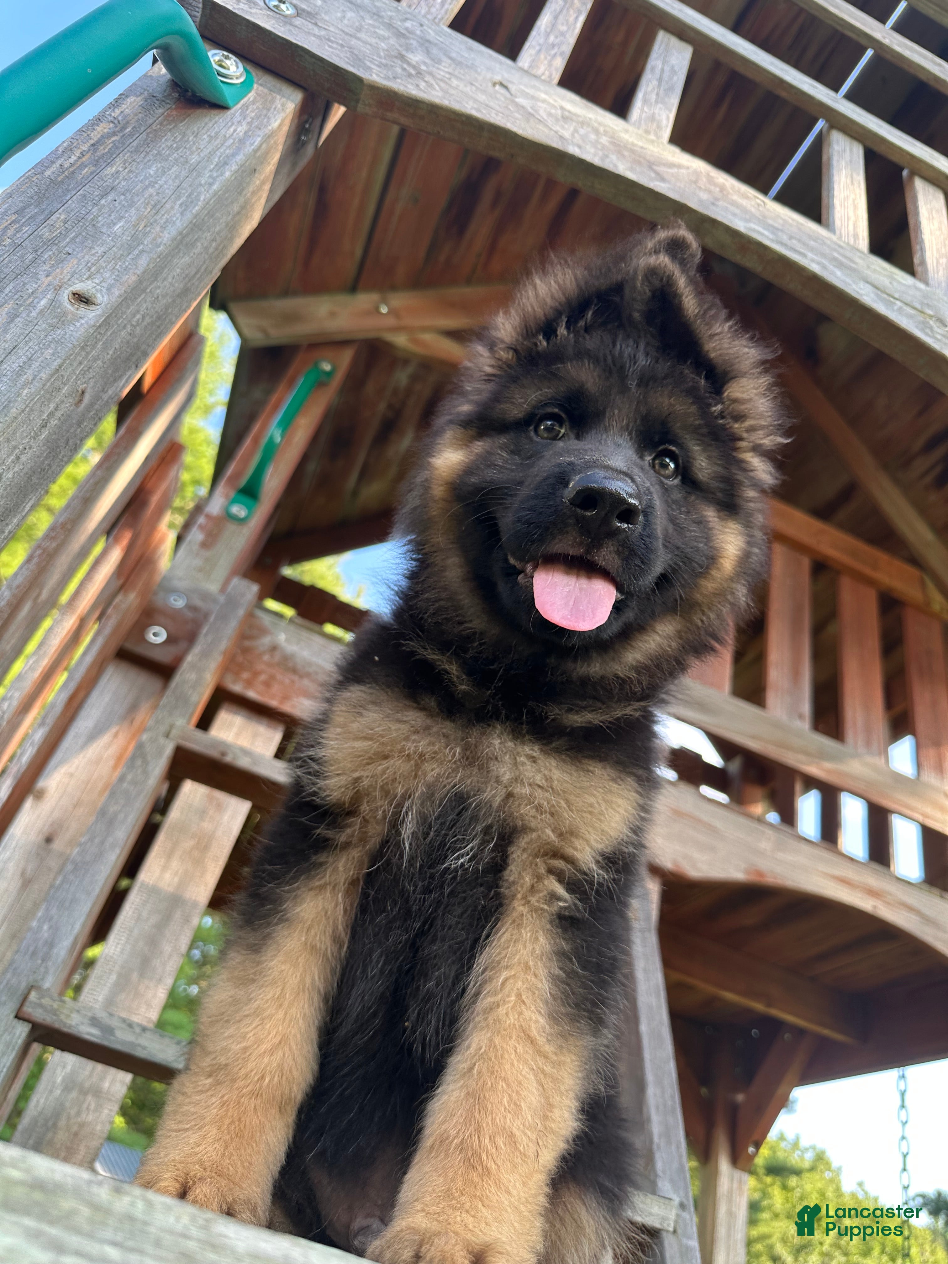 German Shepherd dogs Benny - Ad 2