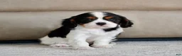 Cavalier King Charles Spaniel dogs for sale: Rowan - Ad 3