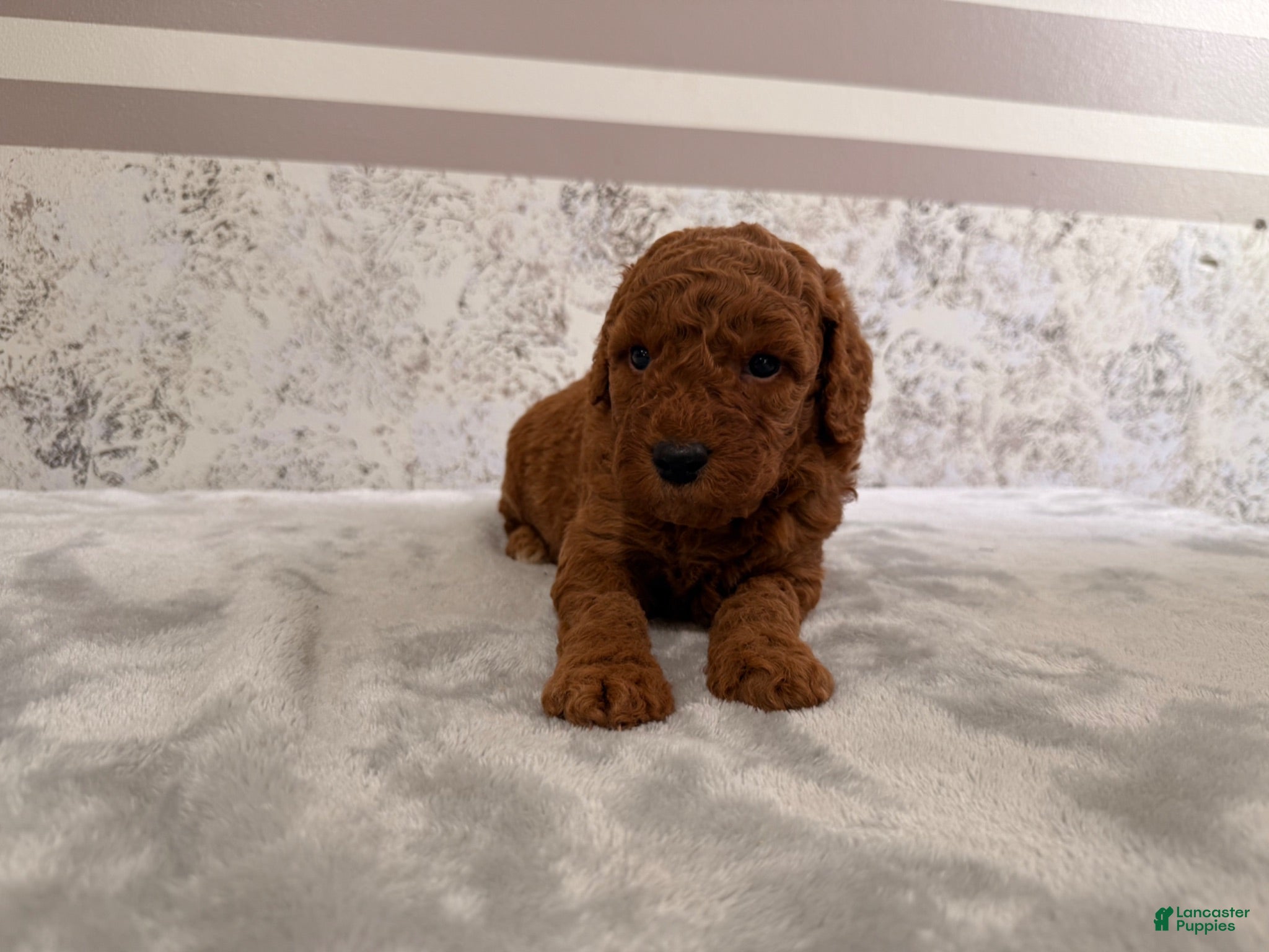Mini Goldendoodle dogs Candy - Ad 19