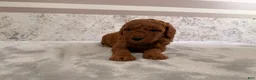 Mini Goldendoodle dogs for sale: Candy - Ad 1