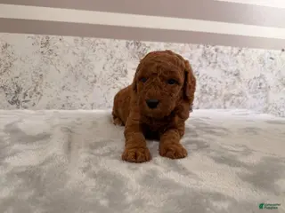 Mini Goldendoodle dogs Candy - Ad 19
