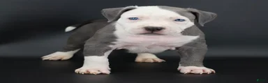 Chancellor
