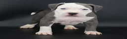 American Bully dogs for sale: Chancellor - Ad 1