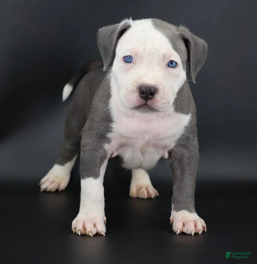 American Bully dogs for sale: Chancellor - Ad 1