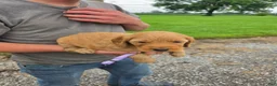 Mixed Breed dogs for sale: Violet - Ad 2