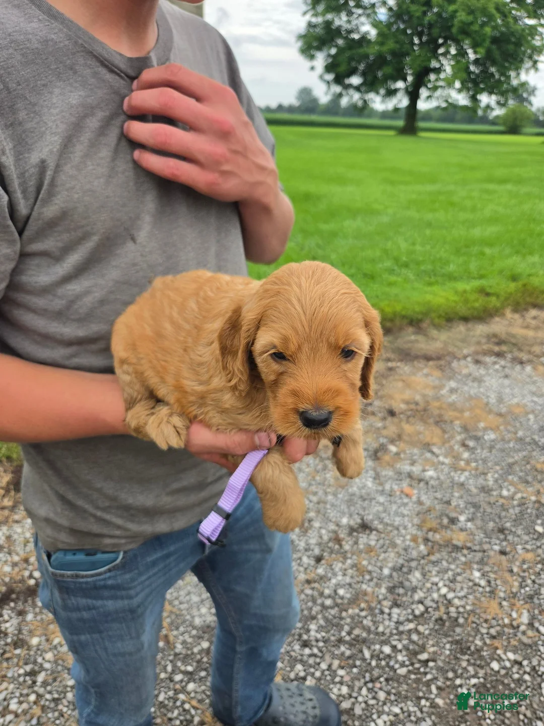 Mixed Breed dogs for sale: Violet - Ad 2