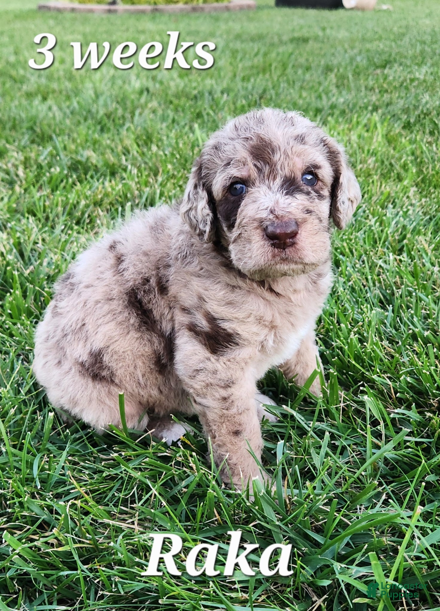 Labradoodle dogs Raka - Ad 1