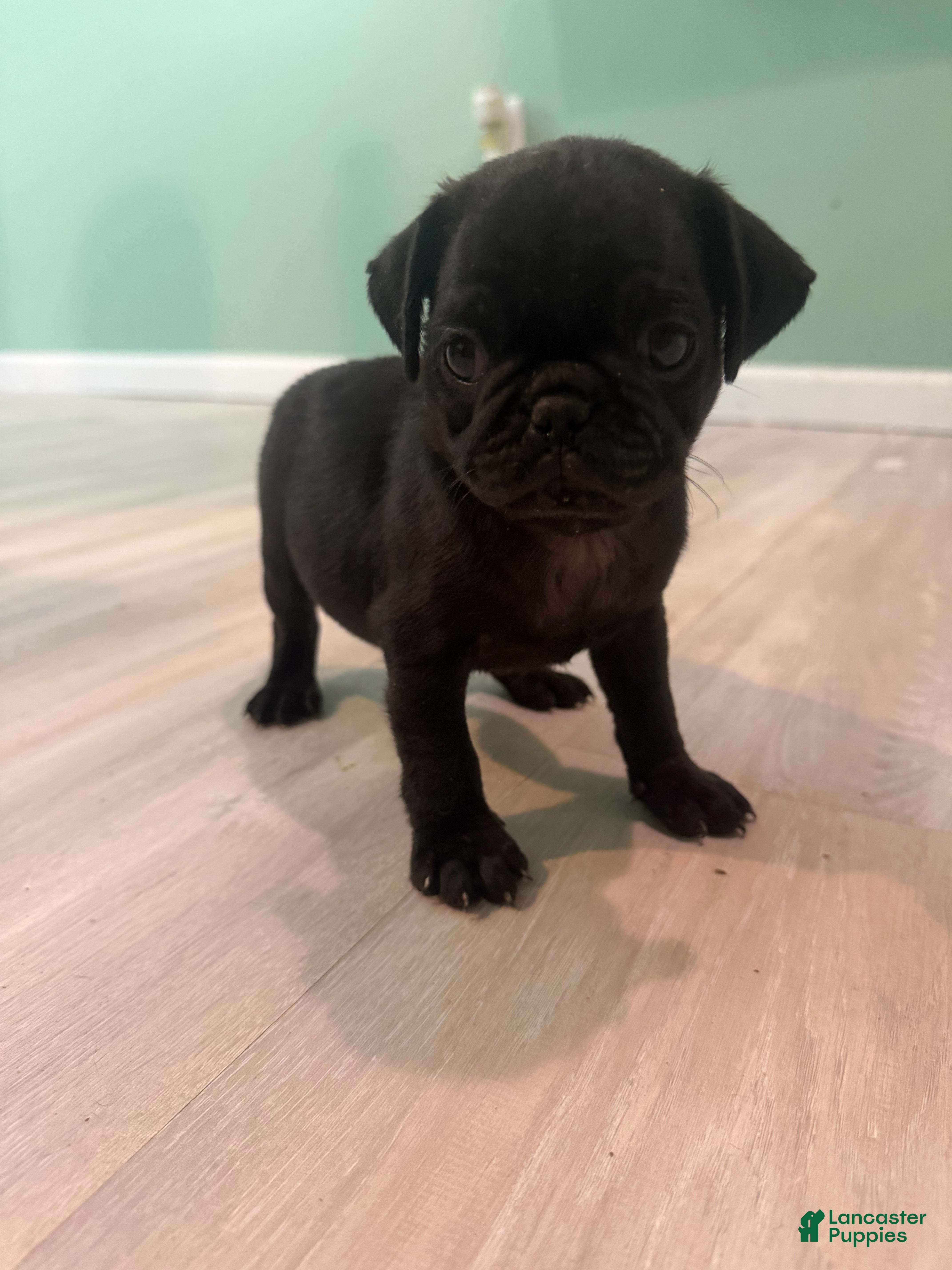 Pug dogs for sale: Pug 1 - Ad 9