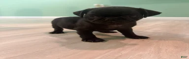 Pug 1