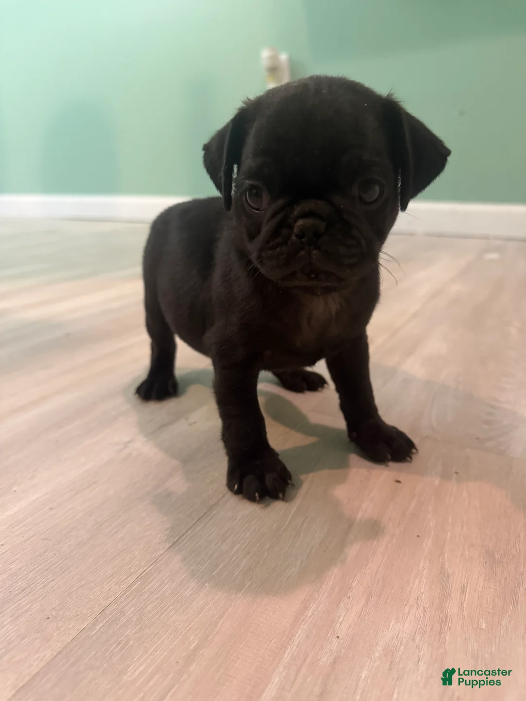 Pug dogs for sale: Pug 1 - Ad 1