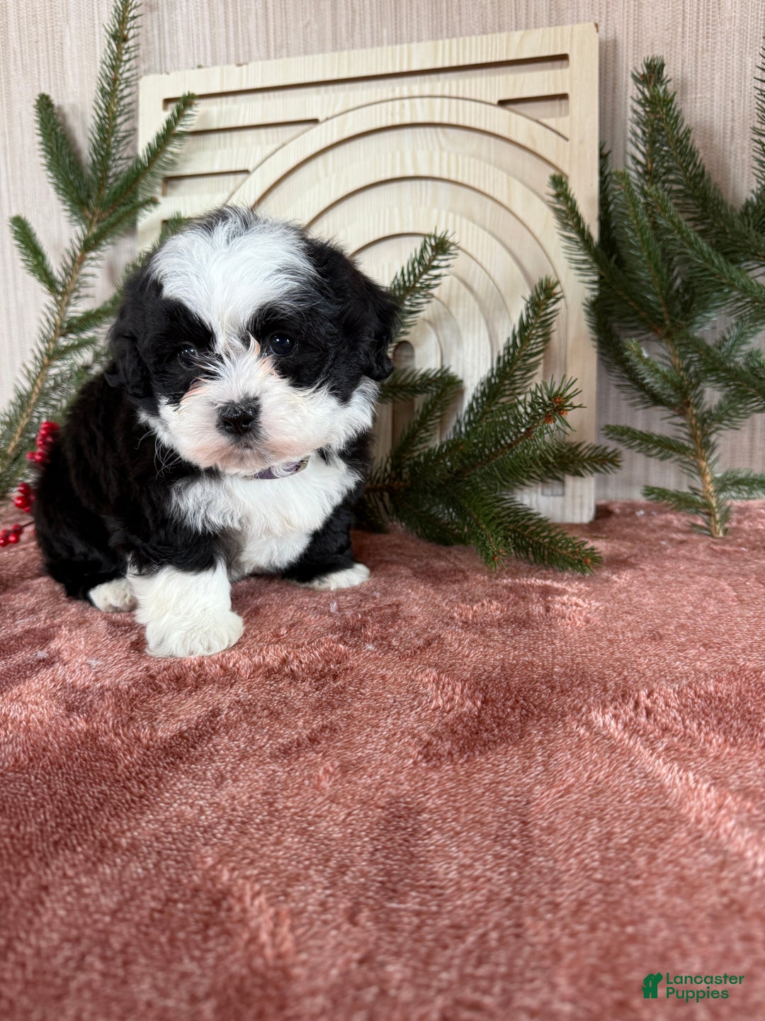 Teddy Bear dogs for sale: Stella - Ad 7