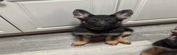 German Shepherd dogs for sale: Autumn  - Ad 2