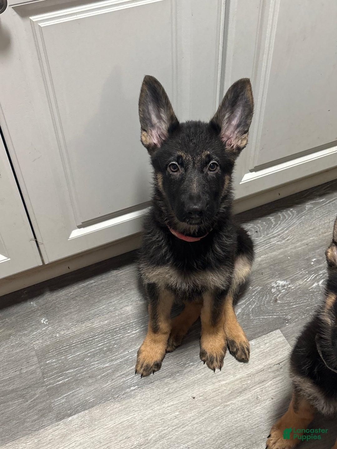 German Shepherd dogs for sale: Autumn  - Ad 2