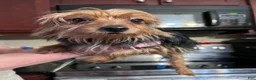 Yorkshire Terrier dogs for sale: Yorkshire Terrier Puppy 2 - Ad 4