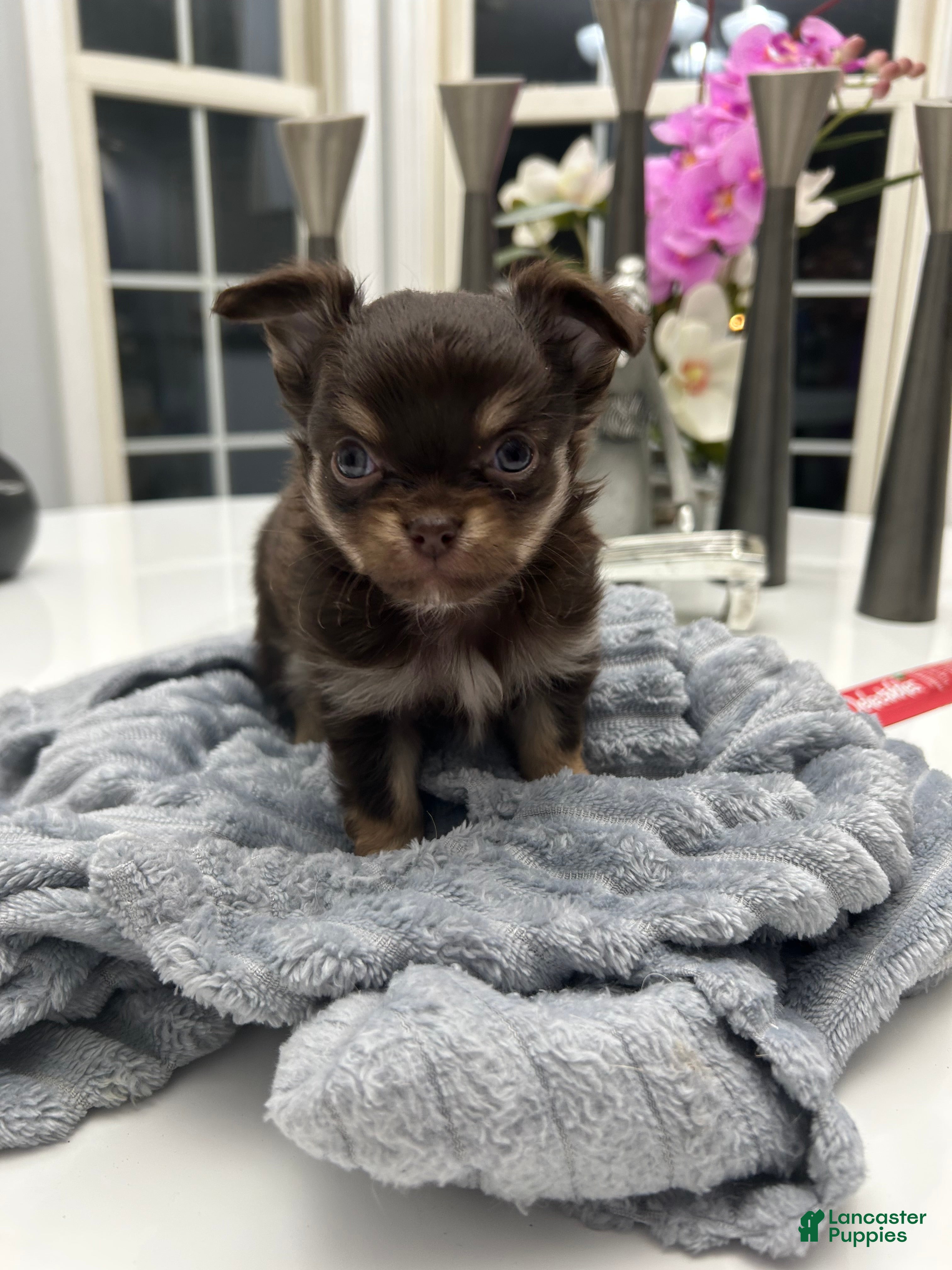 Chihuahua dogs Chihuahua Puppy 2 - Ad 1