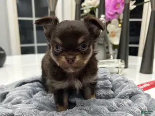 Chihuahua dogs for sale: Chihuahua Puppy 2 - Ad 3