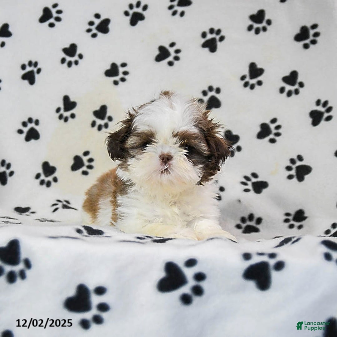 Shih Tzu dogs for sale: Patches - Ad 4