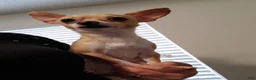 Chihuahua dogs for sale: NATIONWIDE DELIVERY teacup underbite - Ad 7