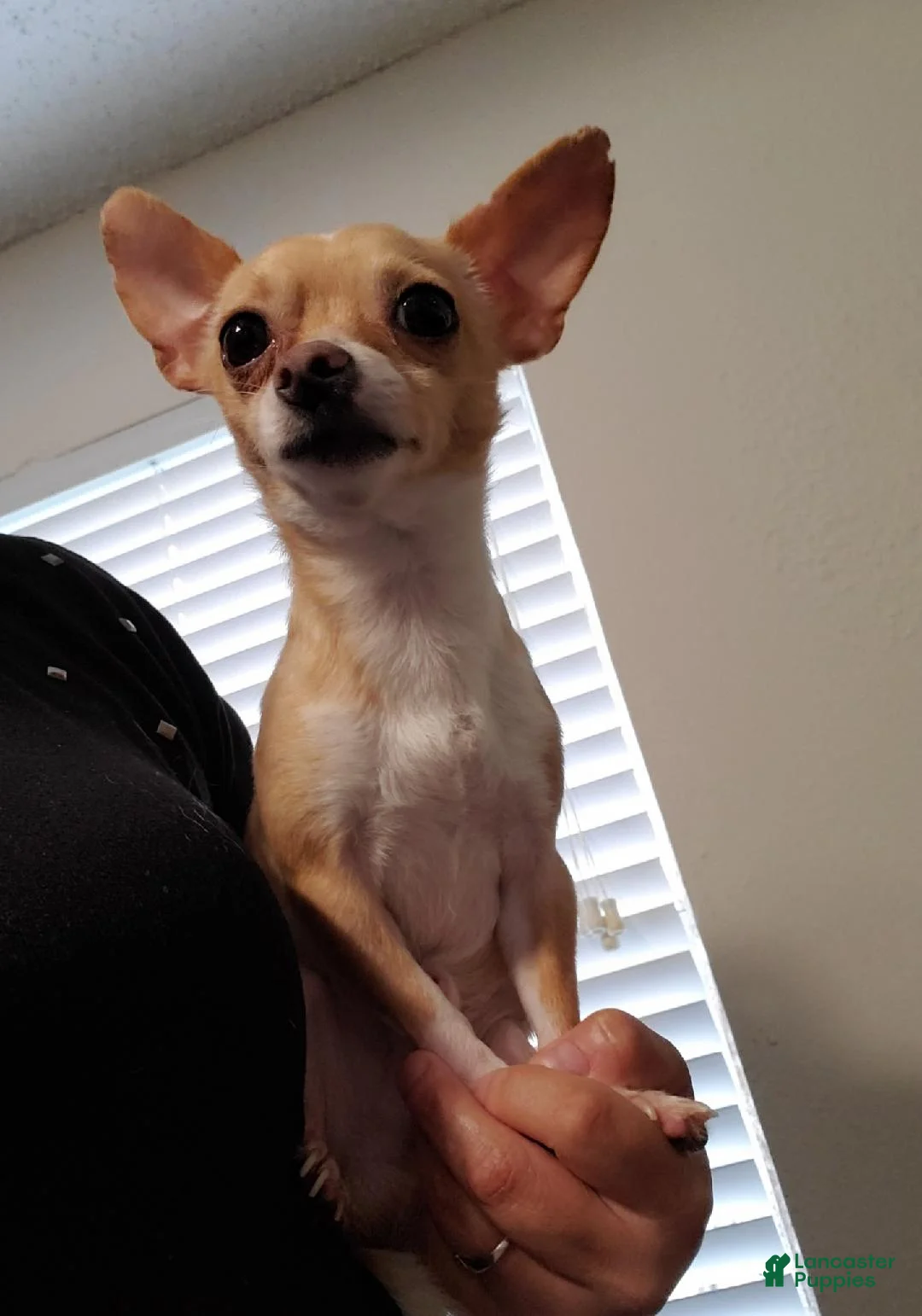 Chihuahua dogs for sale: NATIONWIDE DELIVERY teacup underbite - Ad 7