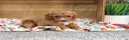 Miniature Poodle dogs for sale: Alaina - Ad 6