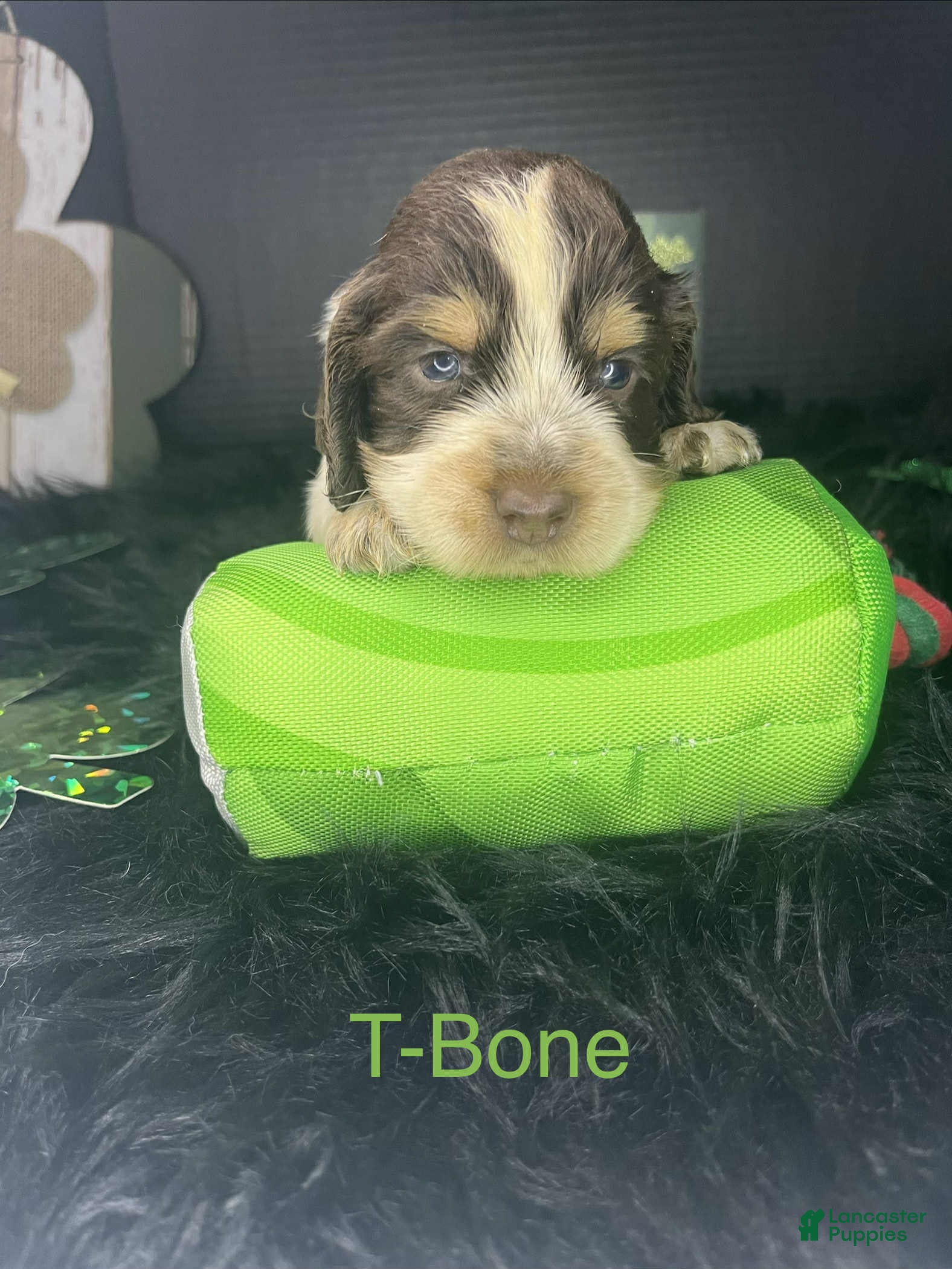 English Springer Spaniel dogs T-Bone  - Ad 9