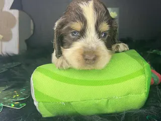 English Springer Spaniel dogs T-Bone - Ad 9